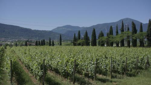 a vineyard with trees and a field of grapes at B&B CORTE SANT'ANGELO in Passirano