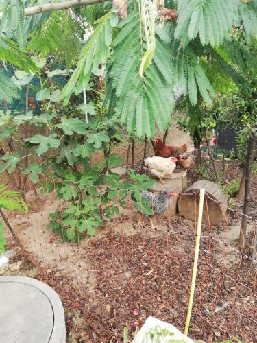 a chicken in a cage in a garden at Das Nest in Eisenstadt