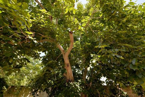 a tree with lots of green leaves on it at Agriturismo Santa Chiara in Alezio