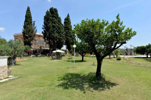 a tree in the middle of a grass field at Agriturismo Santa Chiara in Alezio