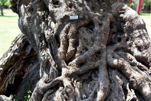 a close up of the roots of a tree at Agriturismo Santa Chiara in Alezio