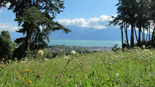 a field of grass with flowers and trees and water at Maison familiale à Montreux avec vue sur le lac in Montreux