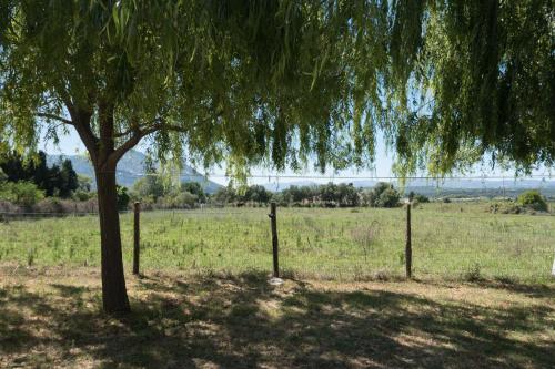 a tree in a field next to a fence at Sa lampana in Orosei