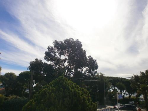 a tree on a hill with a cloudy sky at Hotel Le Golfe Bleu in Cavalaire-sur-Mer