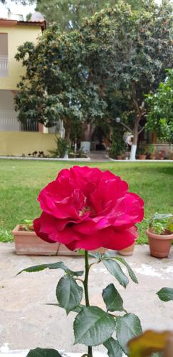 a red rose sitting on top of a table at İlkiz Beach Hotel in Oludeniz