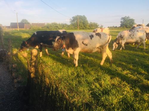 Fotografie z fotogalerie ubytování Aux pieds des vaches v destinaci Charneux