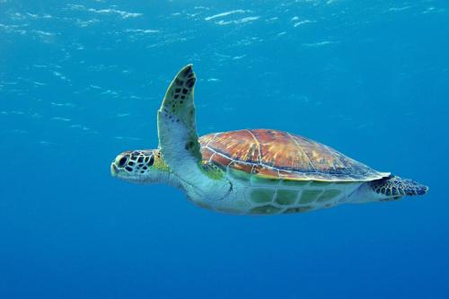 a green sea turtle swimming in the water at Kalamaki Beach Hotel, Zakynthos Island in Kalamaki