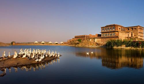 a group of birds sitting on a rock in the water at Bijolai Palace - A Inde Hotel , Jodhpur in Jodhpur