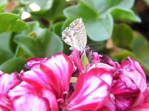 a butterfly sitting on top of a pink flower at Bea's Bed & Breakfast in Tavira