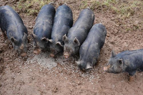 a group of pigs laying in the dirt at Kerswell Farmhouse in Totnes