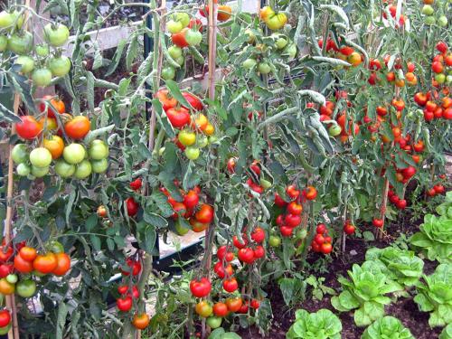a bunch of tomatoes growing in a garden at Kerswell Farmhouse in Totnes