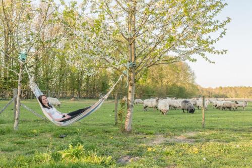 a woman laying in a hammock in a field with a herd of sheep at Pipowagen Lidewei Groningen Westerwolde unieke ligging met eigen tuin en vrij uitzicht over veld naar natuurgebied in Onstwedde