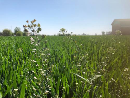 a field of tall green grass with white flowers at Agriturismo N'Uova Campagna in Bologna