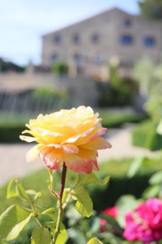 a yellow and pink flower in a garden at Hotel Hort De Fortunyo in Arnés