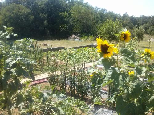 a garden with sunflowers in a field at Pansion Ivanka Barac in Međugorje