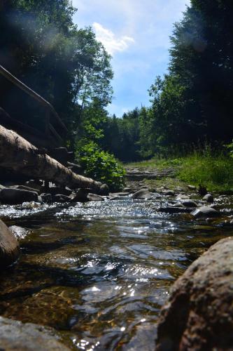 a stream of water with rocks and trees at Zawojka in Zawoja