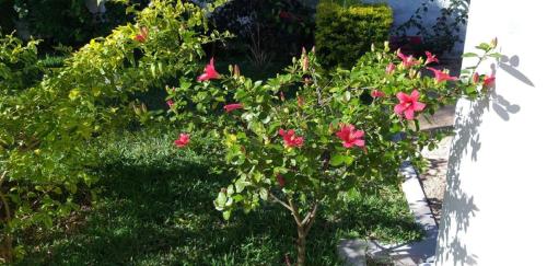 a bush with pink flowers in a garden at Villa Cococherie in Poste Lafayette