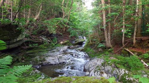 a stream in the middle of a forest at Le Loft Riverstone CITQ 3O1849 in Saint Pierre de Broughton