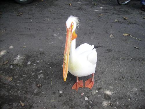 a large white bird with a long beak at La casa del Argentino in Hawaii