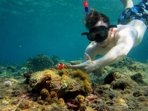 Gallery image of Made Taro - Menjangan Homestay in Banyuwedang