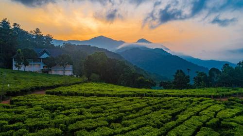 Tea Harvester – Photos 3