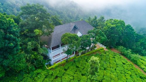 Tea Harvester – Photos 4