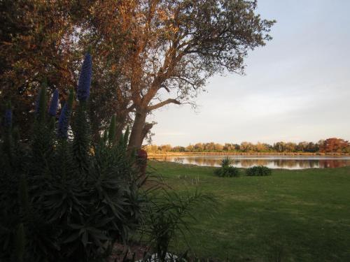 a tree in a field next to a lake at Lakes Entrance Waterfront Cottages with King Beds in Lakes Entrance