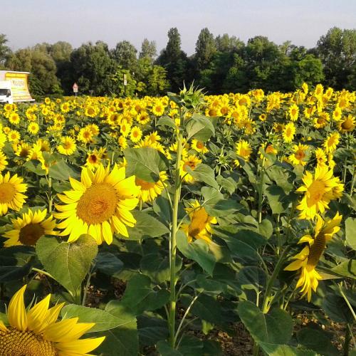 a large field of yellow sunflowers at Al Cavaliere in Pordenone