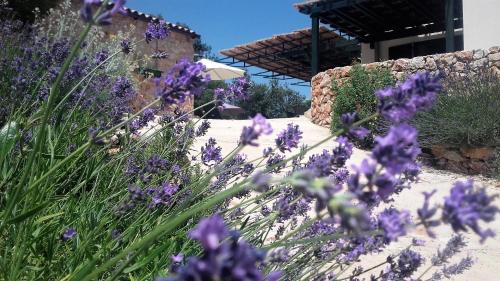 Ein paar lila Blumen im Garten in der Unterkunft Lavender Hill Hvar Villa - pool, jacuzzi,sauna,BBQ in Stari Grad
