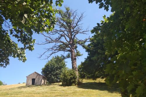 an old barn and a tree on a hill at Torre Camigliati Dimora Storica in Camigliatello Silano