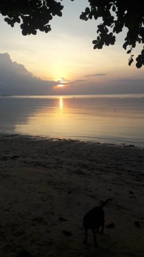 a dog walking on the beach at sunset at Jungle Hut Bungalows & Hotel in Haad Chao Phao
