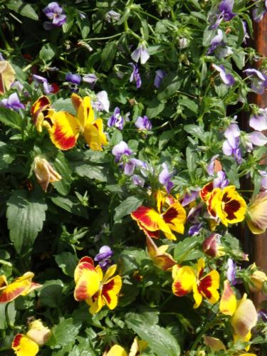 a group of colorful flowers in a garden at Apartments Haus Steinbock in Tauplitz