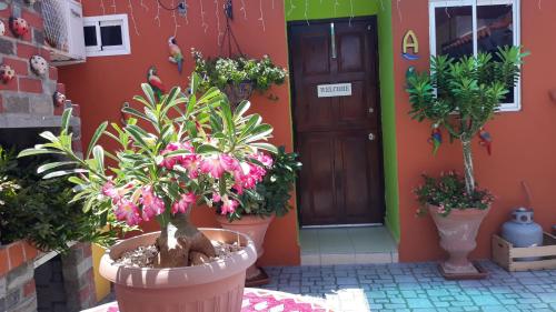 a front door of a house with potted plants at Terrakota Apartments in Willemstad