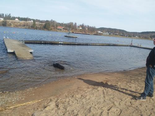 a man standing on the shore of a lake at Valhalla bengtfors Private house in Bengtsfors