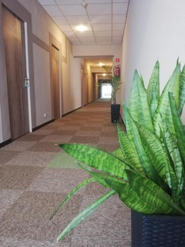 a plant in the hallway of an office building at Sport Hotel in Tatabánya