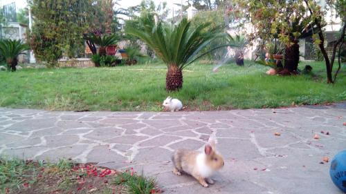 Villa Ida in Bari photo 21