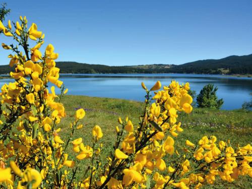 a bunch of yellow flowers in front of a lake at Lorica Suite Lago in Lorica