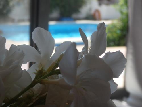 Fotografie z fotogalerie ubytování George apartments v destinaci Kallithea