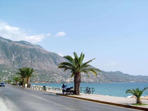 a street with a palm tree on the side of a road at JOY'S HOME in Kalamata