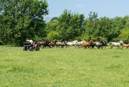 a group of horses running in a field with a tractor at Wooden Village Resort in Ponari