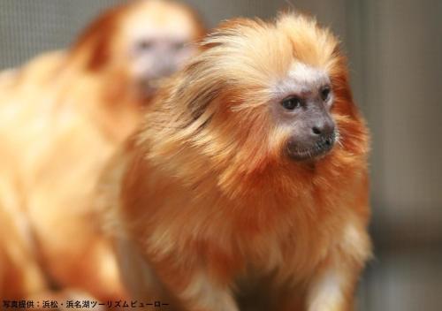 a monkey with long hair on its head at Hamamatsu Hotel in Hamamatsu