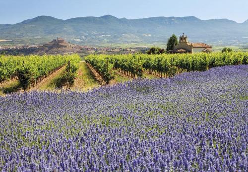 a lavender field with a field of purple flowers at TORRE FUERTE Siglo XIII in Baños de Rioja