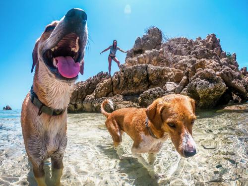 two dogs standing on the beach with a man in the background at Buen Hombre Kite School with Accommodations in La Costa de Buen Hombre