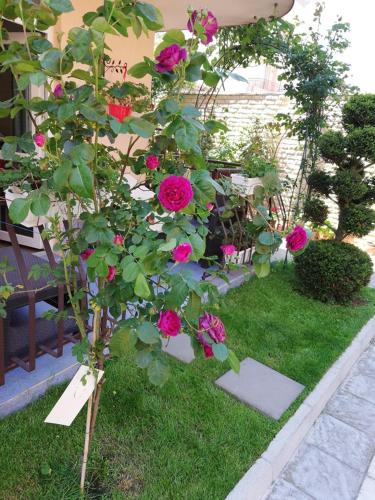 Guest House Ivyにある庭
