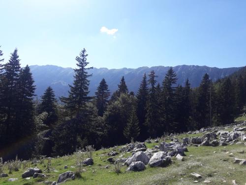 a hillside with rocks and trees on a mountain at Pensiunea Kyfana Zarnesti in Zărneşti