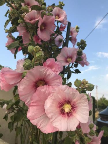 a bouquet of pink flowers in a vase at Les Trémières in Le Thou