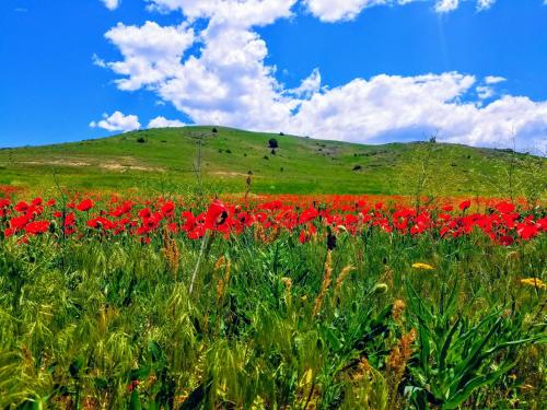 a field of red flowers in front of a hill at Karine B&B in Yeghegnadzor