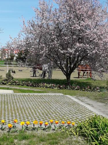 Fotografie z fotogalerie ubytování Apartamenty Stajni Jazon Malbork v destinaci Malbork