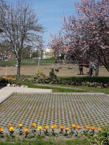 Fotografie z fotogalerie ubytování Apartamenty Stajni Jazon Malbork v destinaci Malbork