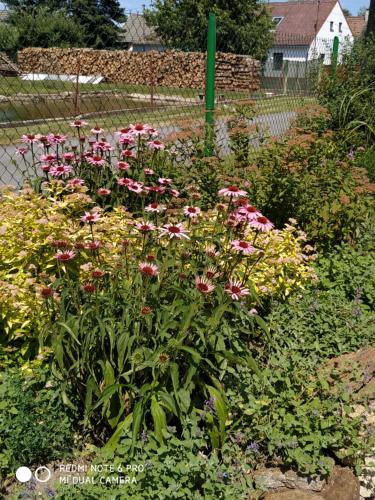 a garden with pink and yellow flowers and a fence at Ubytovani Ve stodole in Stráž nad Nežárkou